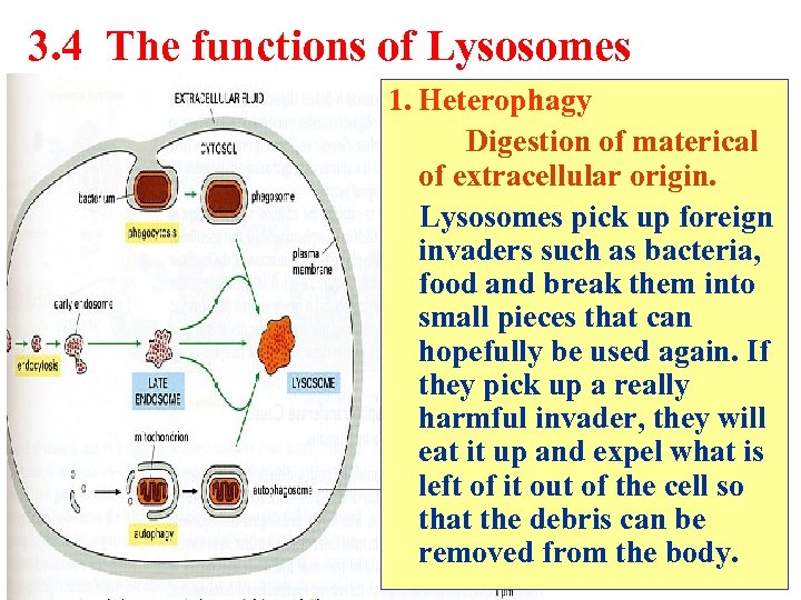 3. 4 The functions of Lysosomes 1. Heterophagy Digestion of materical of extracellular origin.