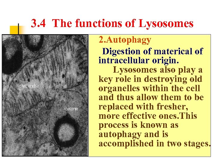 3. 4 The functions of Lysosomes 2. Autophagy Digestion of materical of intracellular origin.