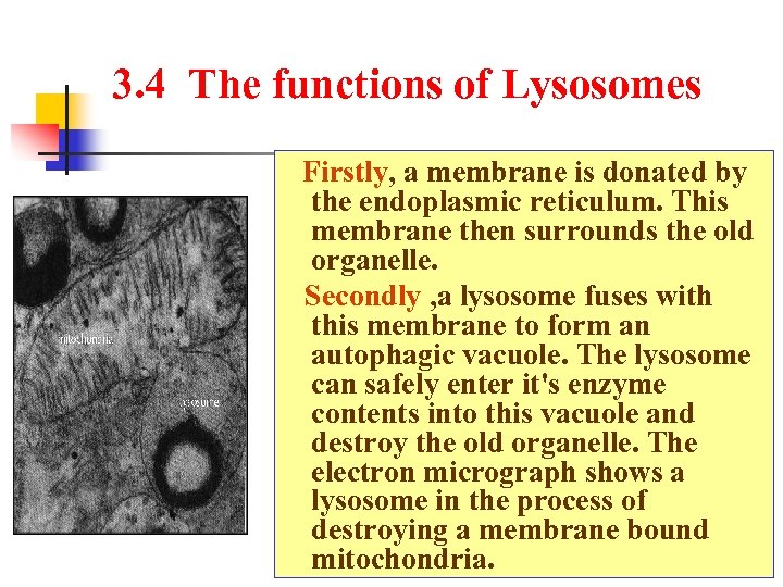 3. 4 The functions of Lysosomes Firstly, a membrane is donated by the endoplasmic