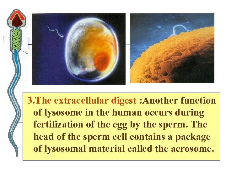  3. The extracellular digest : Another function of lysosome in the human occurs