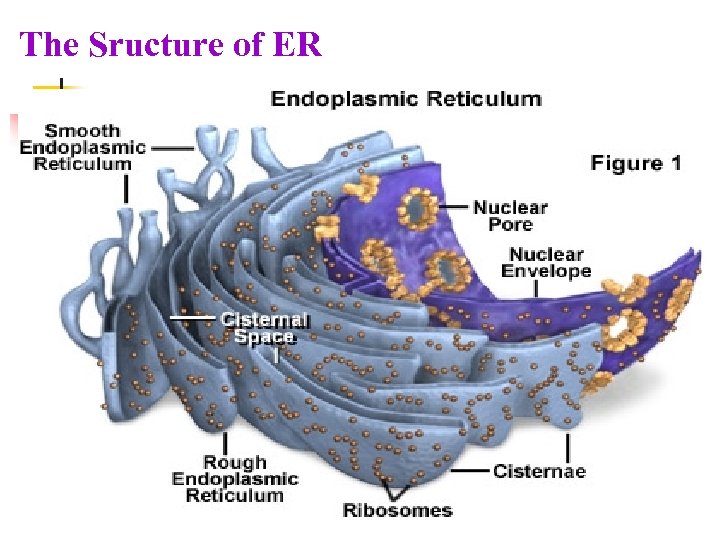 The Sructure of ER 