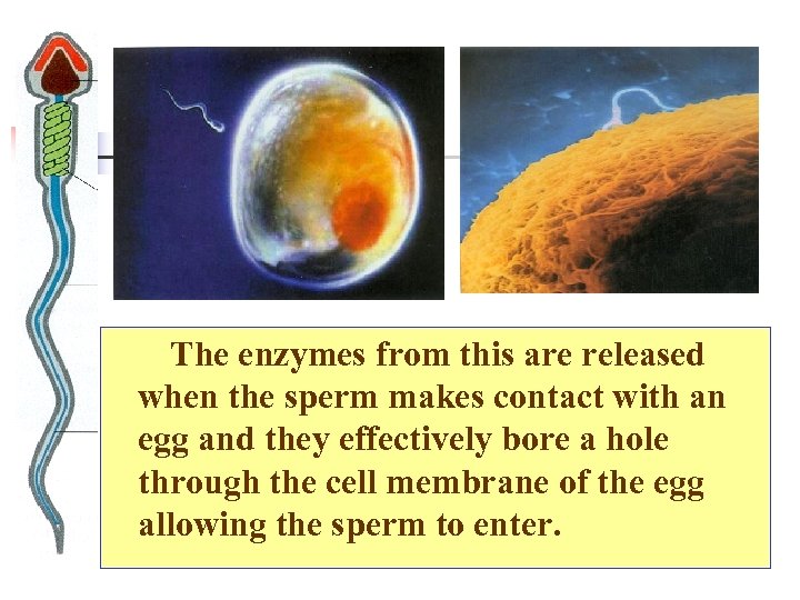  The enzymes from this are released when the sperm makes contact with an