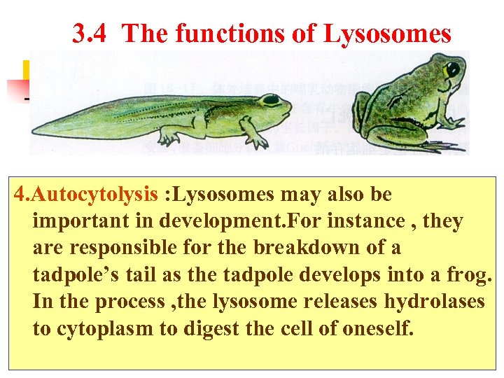 3. 4 The functions of Lysosomes 4. Autocytolysis : Lysosomes may also be important