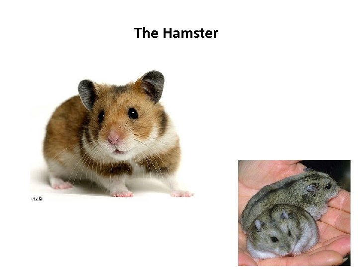 The Hamster 