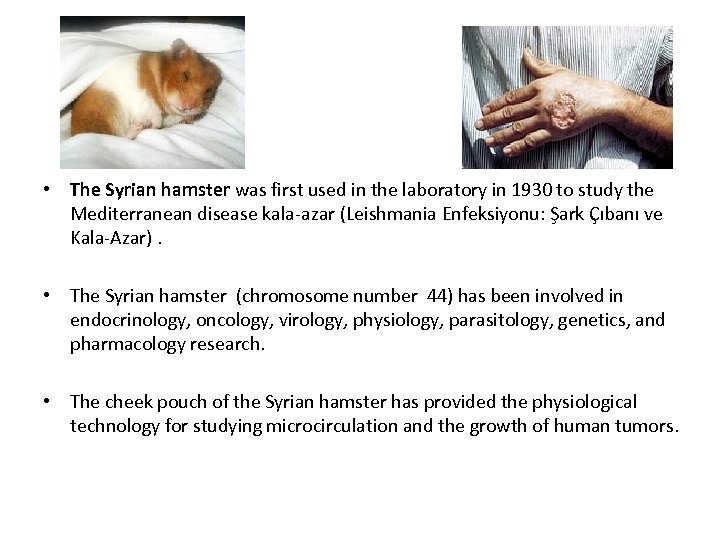  • The Syrian hamster was first used in the laboratory in 1930 to