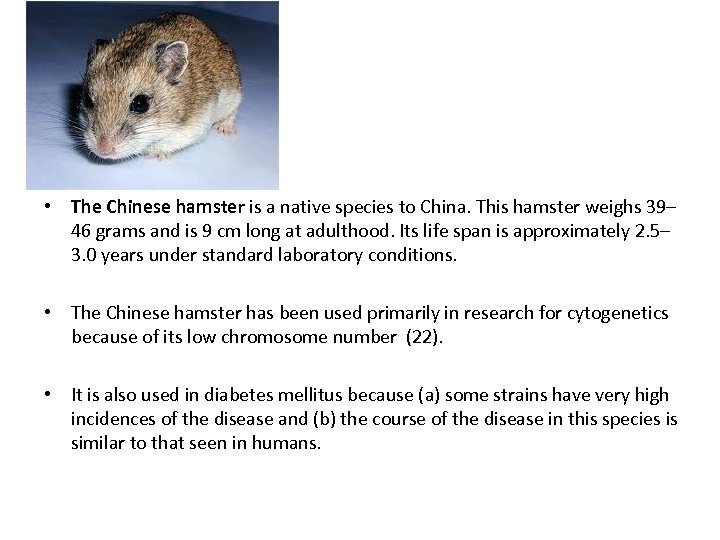 • The Chinese hamster is a native species to China. This hamster weighs