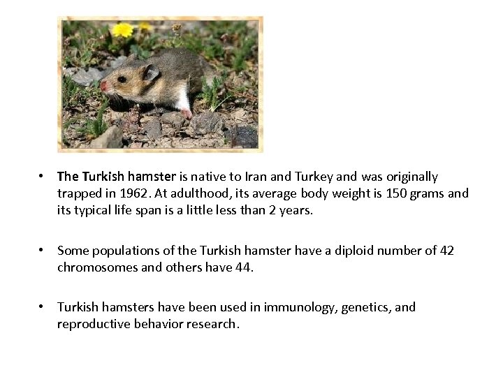  • The Turkish hamster is native to Iran and Turkey and was originally