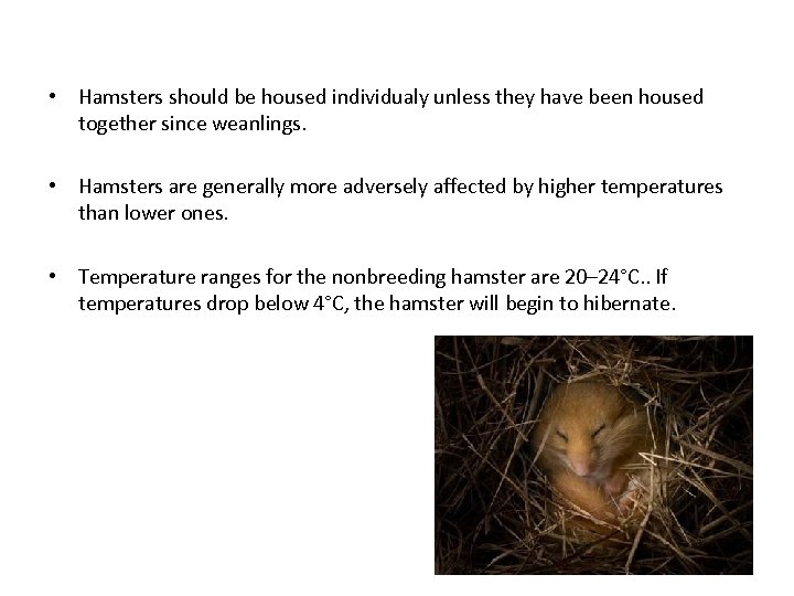  • Hamsters should be housed individualy unless they have been housed together since