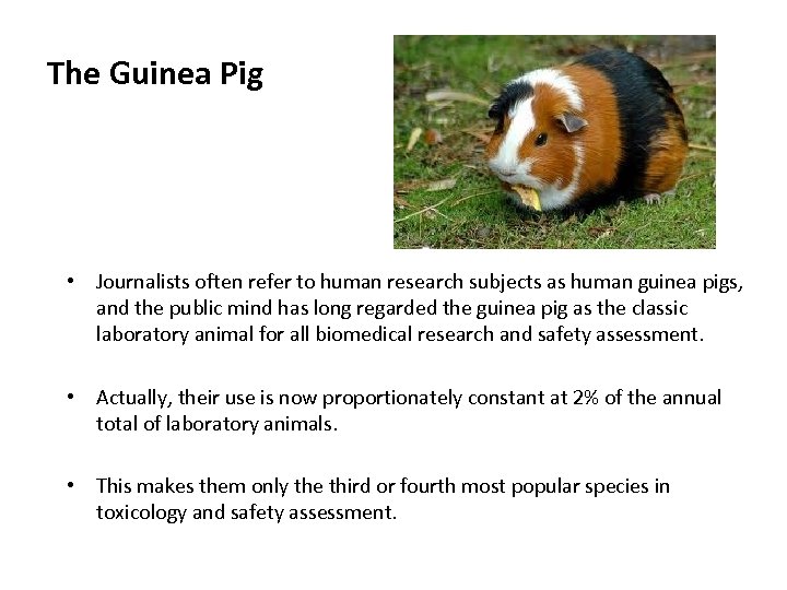 The Guinea Pig • Journalists often refer to human research subjects as human guinea