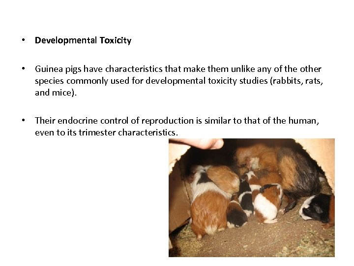  • Developmental Toxicity • Guinea pigs have characteristics that make them unlike any