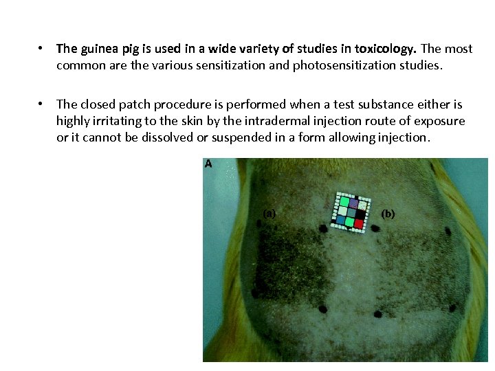  • The guinea pig is used in a wide variety of studies in