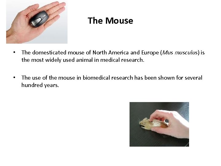 The Mouse • The domesticated mouse of North America and Europe (Mus musculus) is