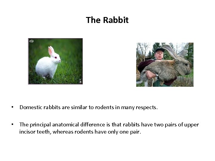 The Rabbit • Domestic rabbits are similar to rodents in many respects. • The