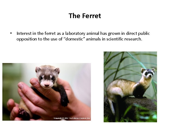 The Ferret • Interest in the ferret as a laboratory animal has grown in