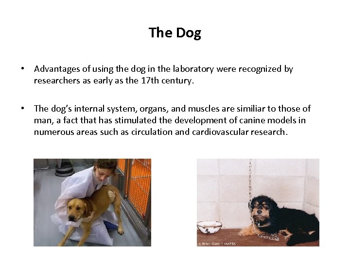 The Dog • Advantages of using the dog in the laboratory were recognized by