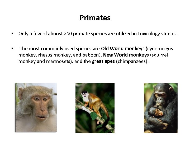 Primates • Only a few of almost 200 primate species are utilized in toxicology