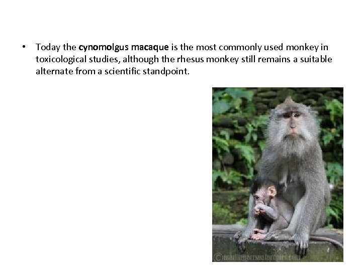  • Today the cynomolgus macaque is the most commonly used monkey in toxicological