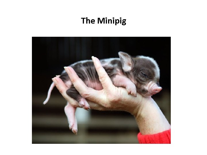 The Minipig 