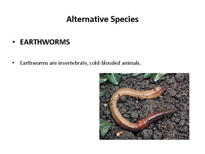 Alternative Species • EARTHWORMS • Earthworms are invertebrate, cold-blooded animals. 