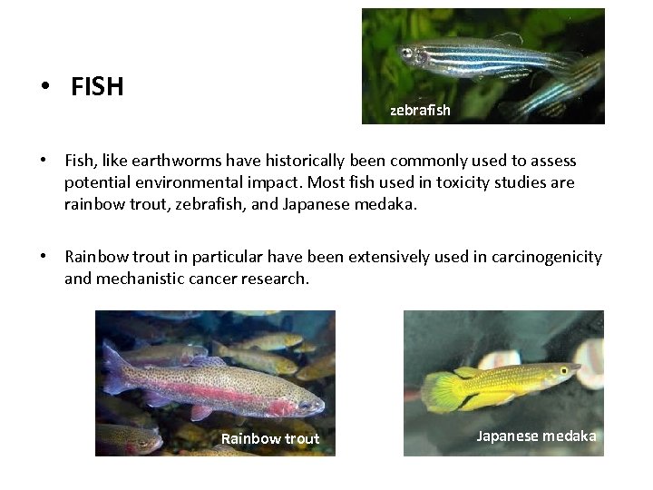  • FISH zebrafish • Fish, like earthworms have historically been commonly used to