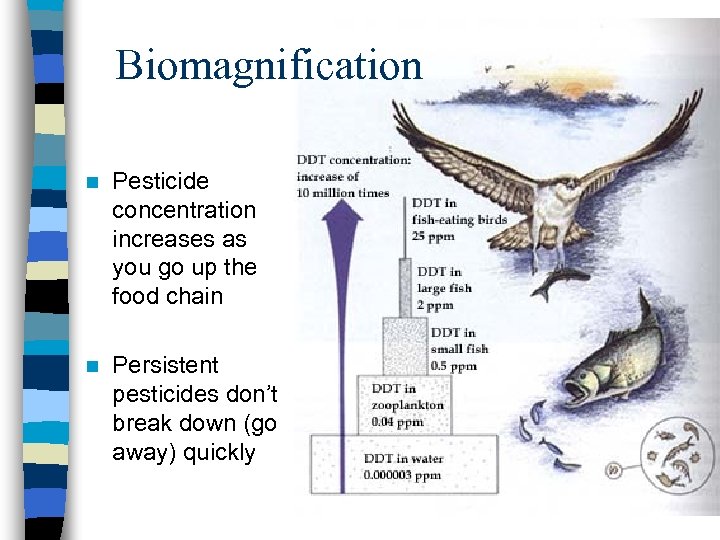 Biomagnification n Pesticide concentration increases as you go up the food chain n Persistent
