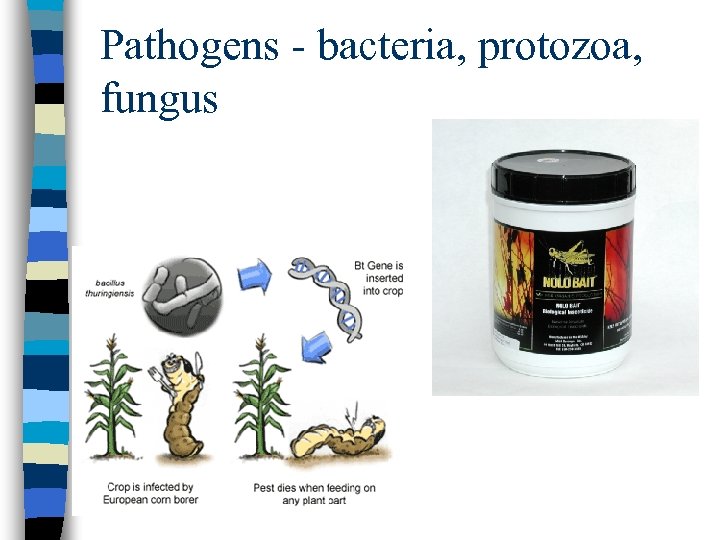 Pathogens - bacteria, protozoa, fungus 