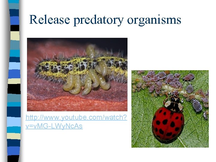 Release predatory organisms http: //www. youtube. com/watch? v=v. MG-LWy. Nc. As 