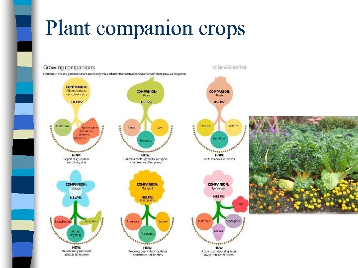 Plant companion crops 