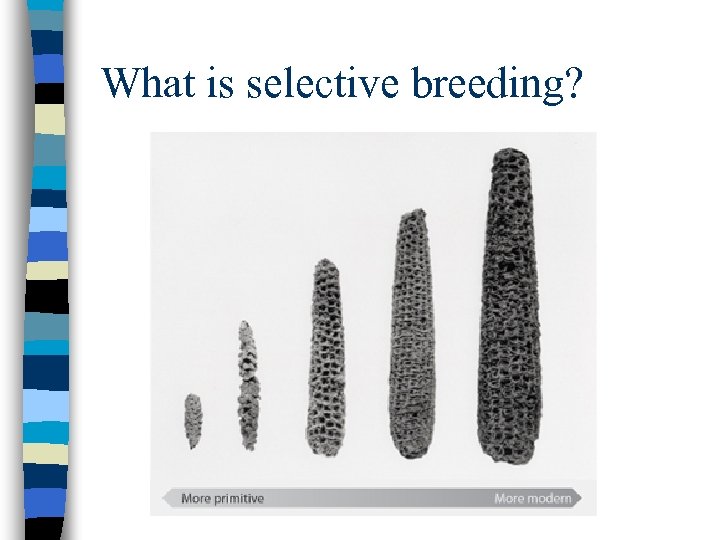 What is selective breeding? 