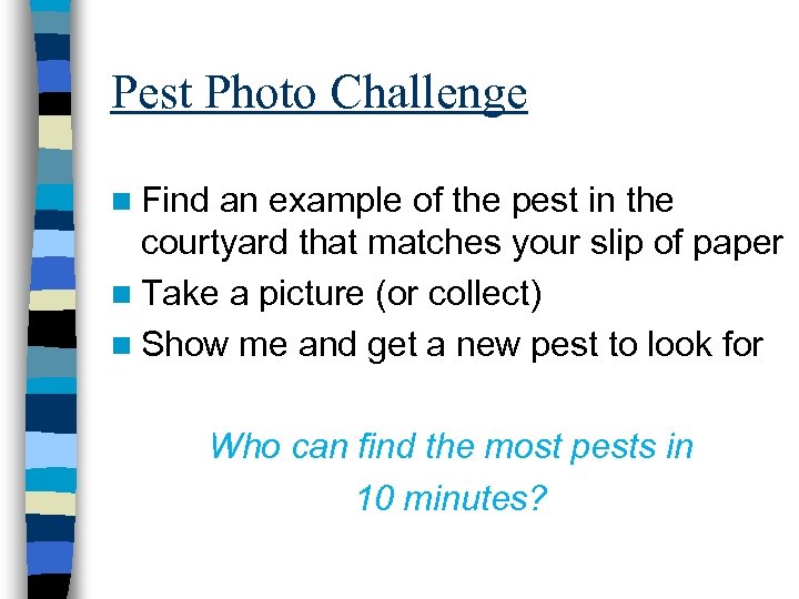 Pest Photo Challenge n Find an example of the pest in the courtyard that