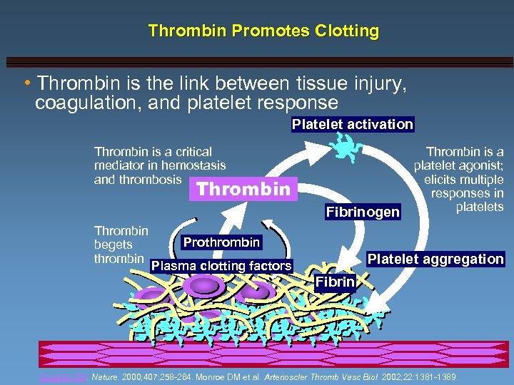 Thrombin Promotes Clotting • Thrombin is the link between tissue injury, coagulation, and platelet