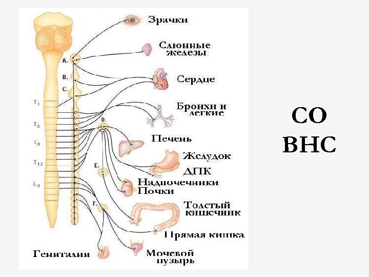 СО ВНС 