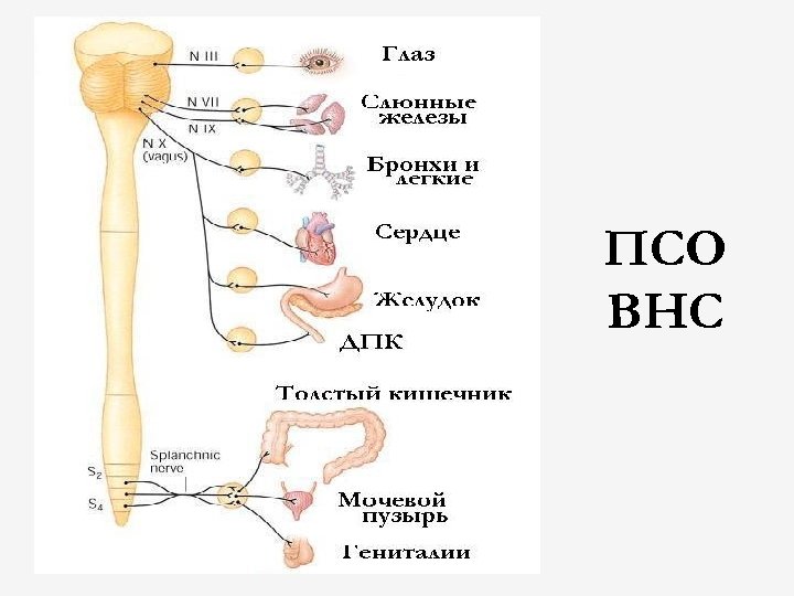 ПСО ВНС 