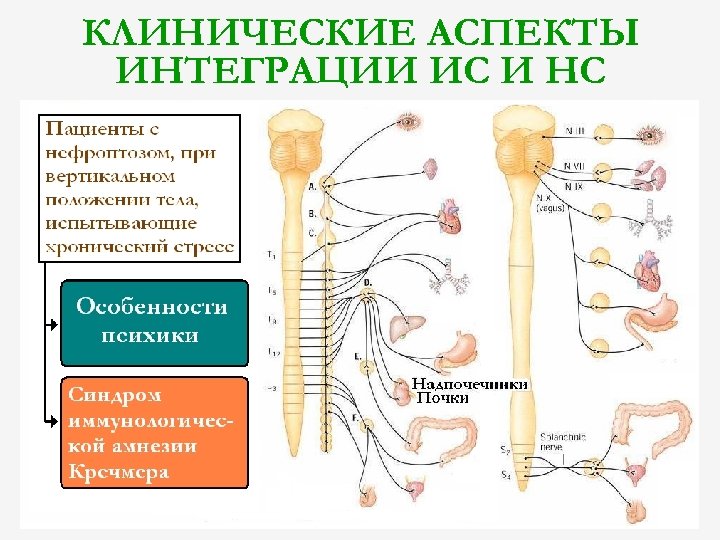 КЛИНИЧЕСКИЕ АСПЕКТЫ ИНТЕГРАЦИИ ИС И НС 