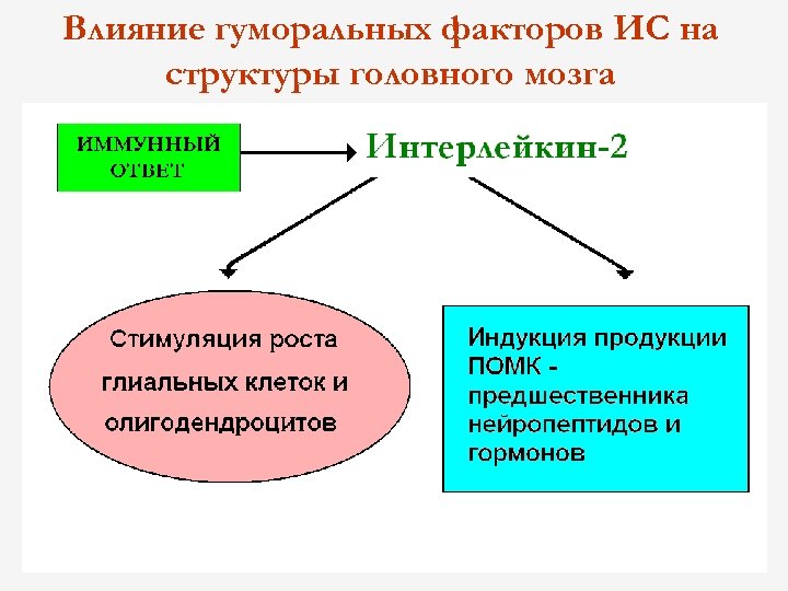 Влияние гуморальных факторов ИС на структуры головного мозга 