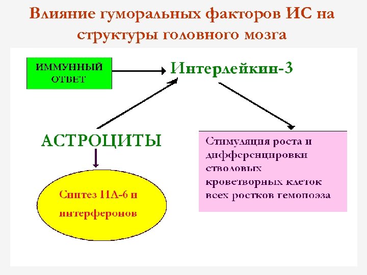 Влияние гуморальных факторов ИС на структуры головного мозга 