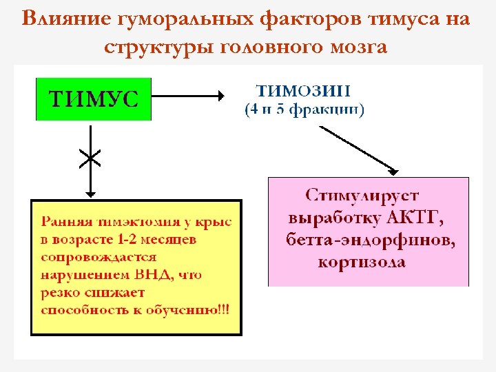 Влияние гуморальных факторов тимуса на структуры головного мозга 