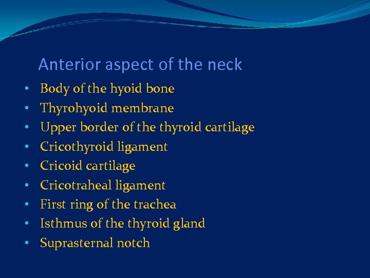 Anterior aspect of the neck • • • Body of the hyoid bone Thyrohyoid