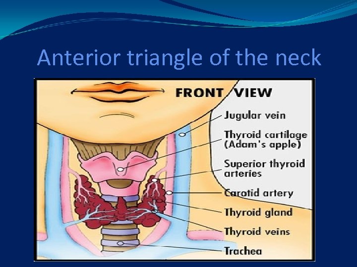 Anterior triangle of the neck 