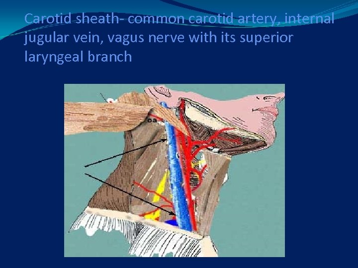 Carotid sheath- common carotid artery, internal jugular vein, vagus nerve with its superior laryngeal