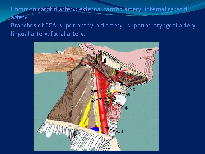 Common carotid artery: external carotid artery, internal carotid artery Branches of ECA: superior thyroid