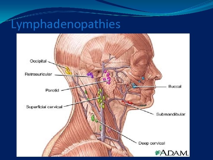 Lymphadenopathies 