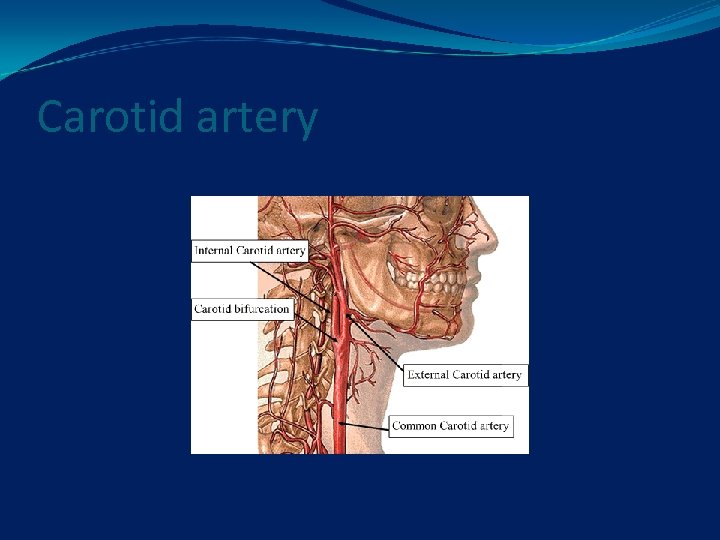 Carotid artery 