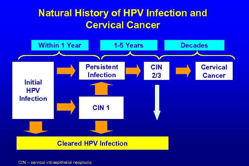 Natural History of HPV Infection and Cervical Cancer Within 1 Year Initial HPV Infection