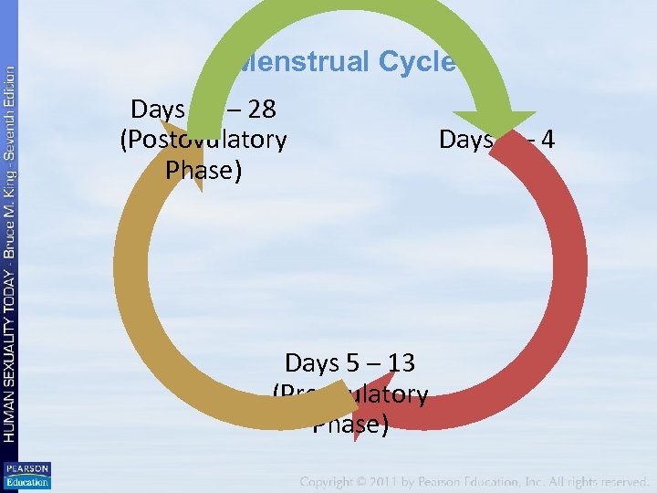 Menstrual Cycle Days 14 – 28 (Postovulatory Phase) Days 5 – 13 (Preovulatory Phase)
