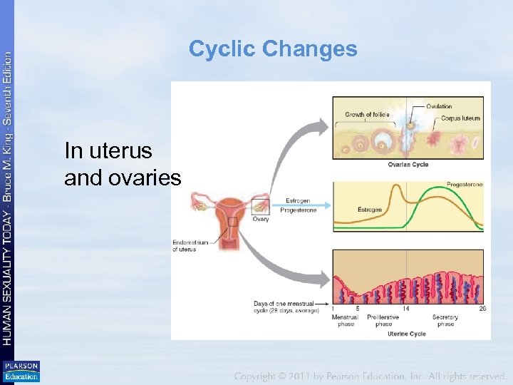 Cyclic Changes In uterus and ovaries 