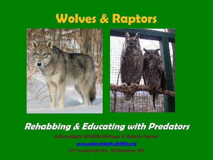 Wolves & Raptors Rehabbing & Educating with Predators Adirondack Wildlife Refuge & Rehab Center