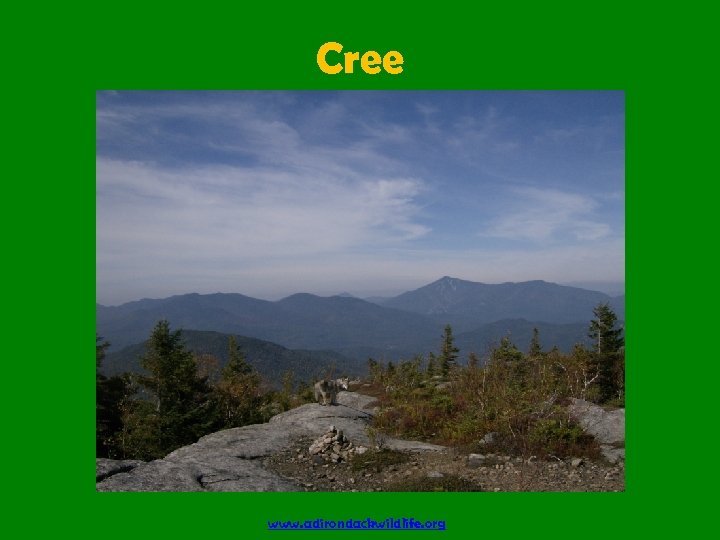 Cree www. adirondackwildlife. org 