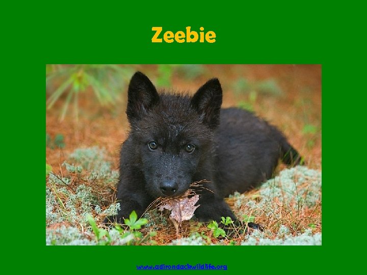 Zeebie www. adirondackwildlife. org 