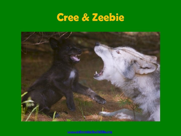 Cree & Zeebie www. adirondackwildlife. org 
